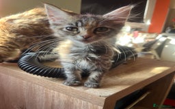Mixed Breed cats for sale: Beautiful mixed kittens  - Image 28