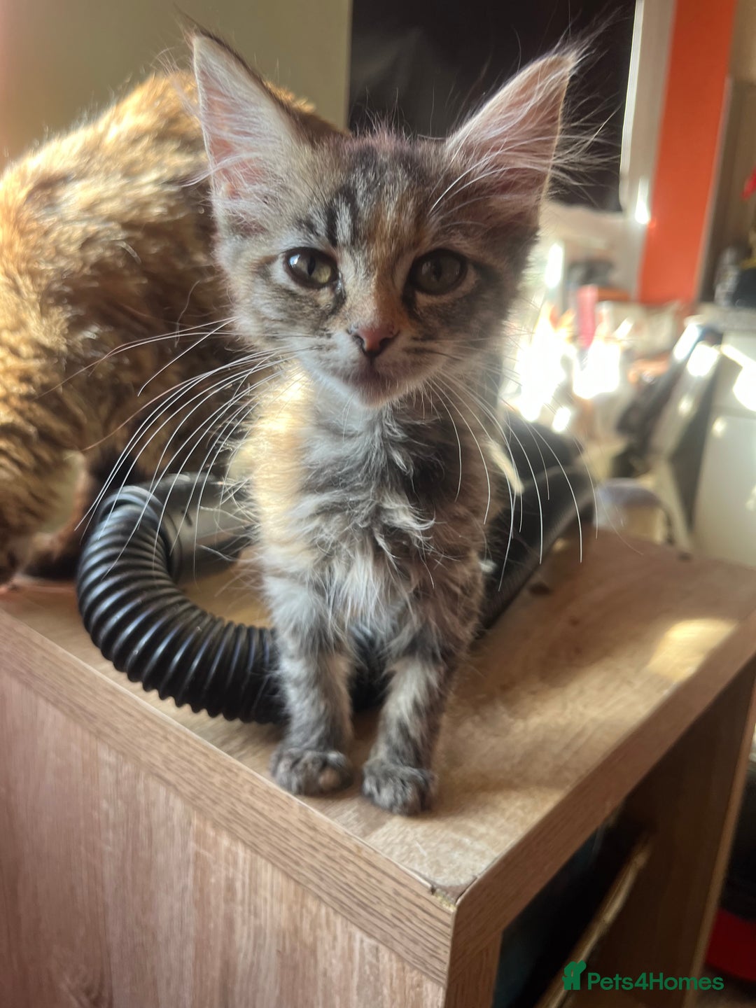 Mixed Breed cats for sale: Beautiful mixed kittens  - Image 28