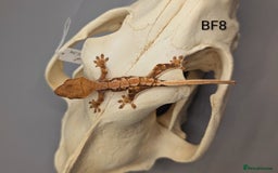 Gecko reptiles for sale: Red Tri Colour Harlequin Crested Gecko CB25  - Image 3