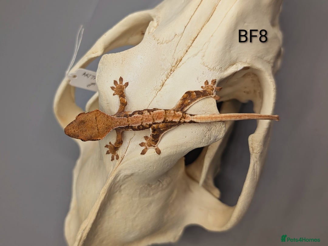 Gecko reptiles for sale: Red Tri Colour Harlequin Crested Gecko CB25  - Image 3