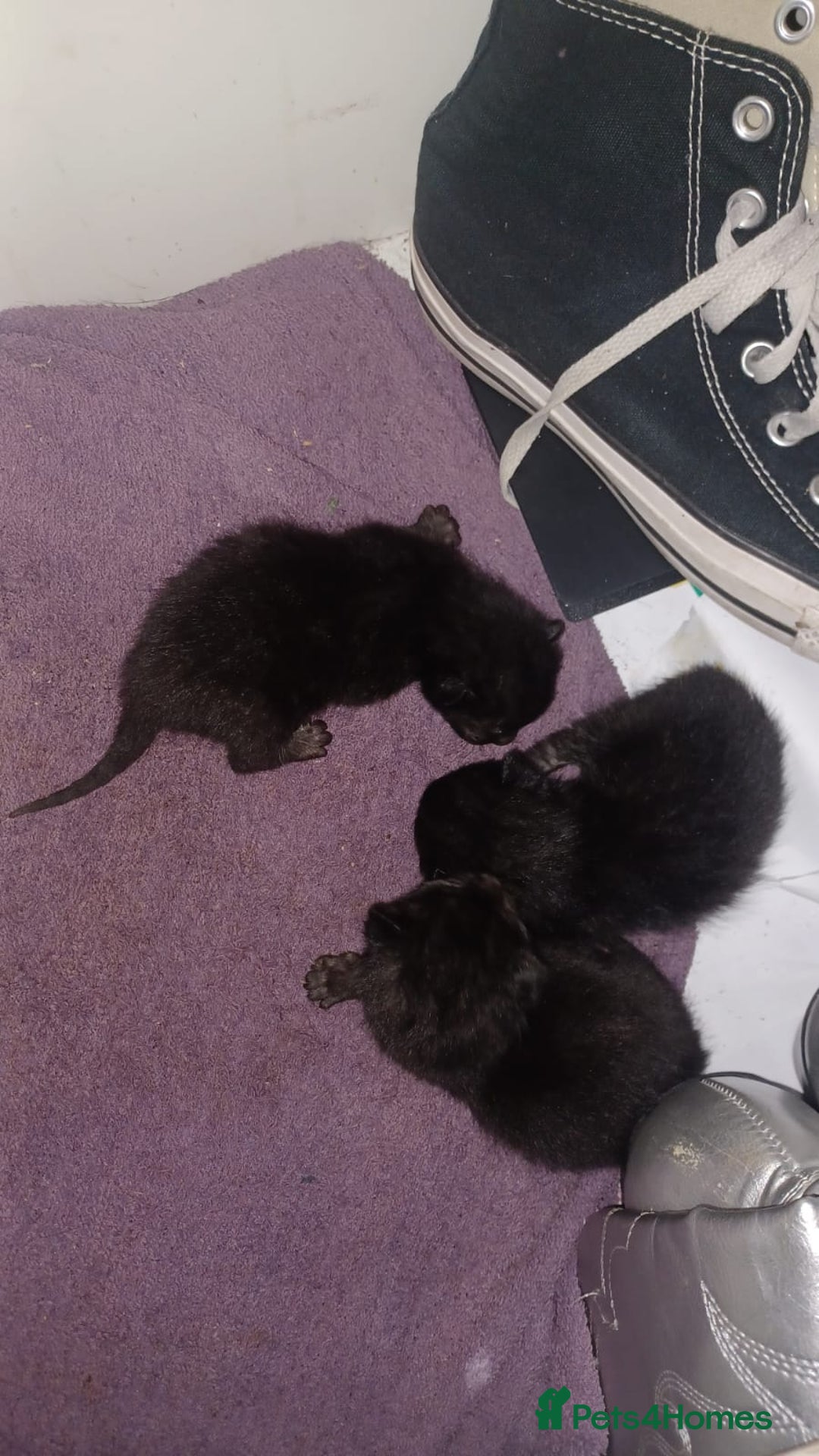 Mixed Breed cats for sale: Kittens for sale - Advert 4