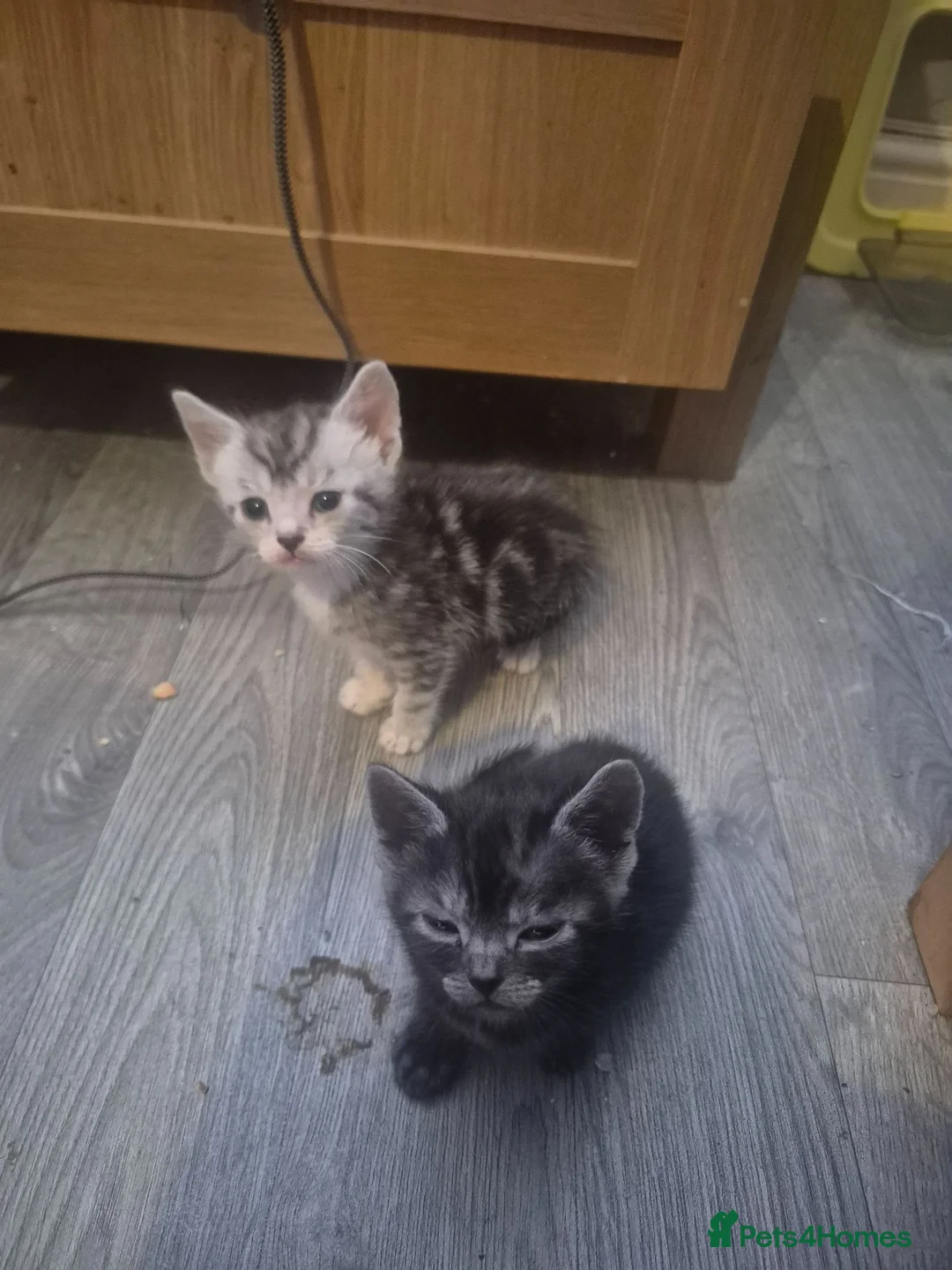 Russian Blue cats for sale: Stunning mixed kittens for sale  - Advert 14