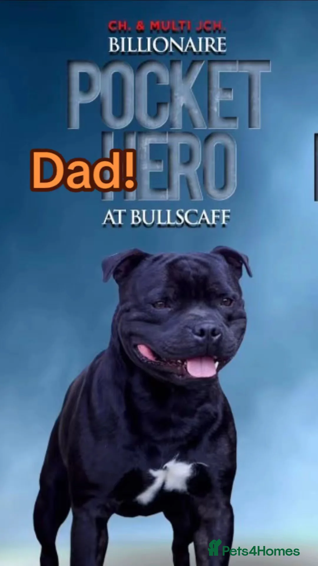 Staffordshire Bull Terrier dogs for sale: Amazing pups for sale  in Nuneaton - Advert 4