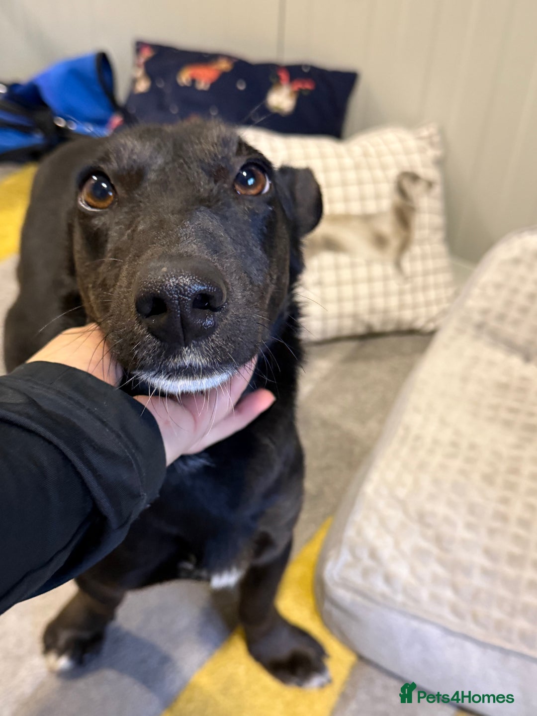 Dachshund dogs for adoption: Cute Lolita looking for LOVE  - Advert 26