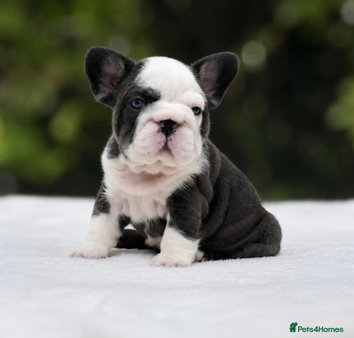 French Bulldog dogs 🌟FRENCH BULLDOG PUPPIES🌟 - Advert 1