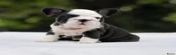 French Bulldog dogs for sale: 🌟FRENCH BULLDOG PUPPIES🌟 - Advert 1