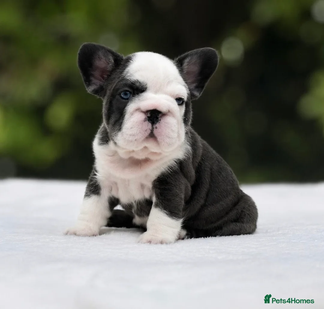 French Bulldog dogs for sale: 🌟FRENCH BULLDOG PUPPIES🌟 - Advert 1
