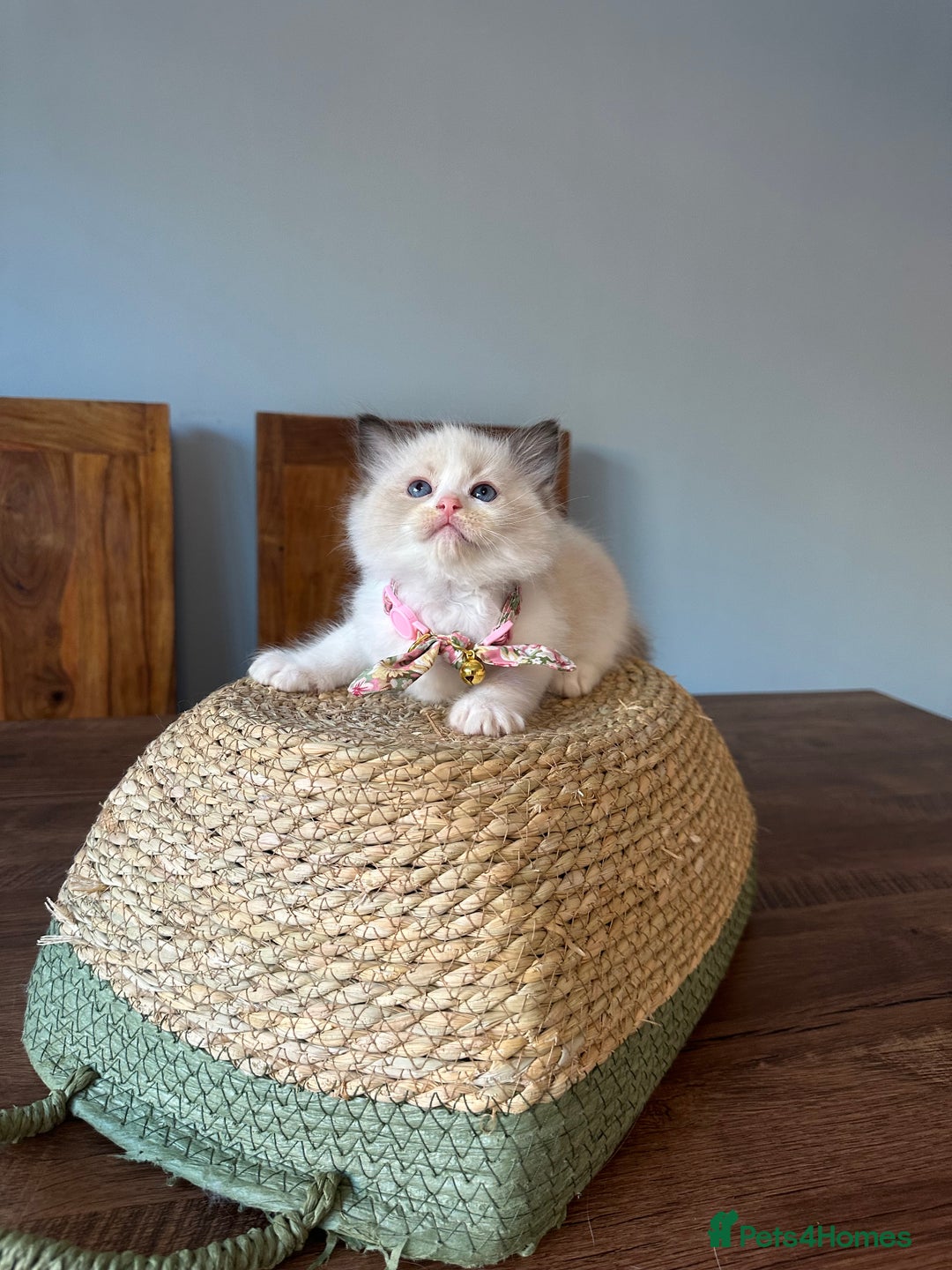 Ragdoll cats for sale: TICA Registered Ragdoll Kittens - Image 23