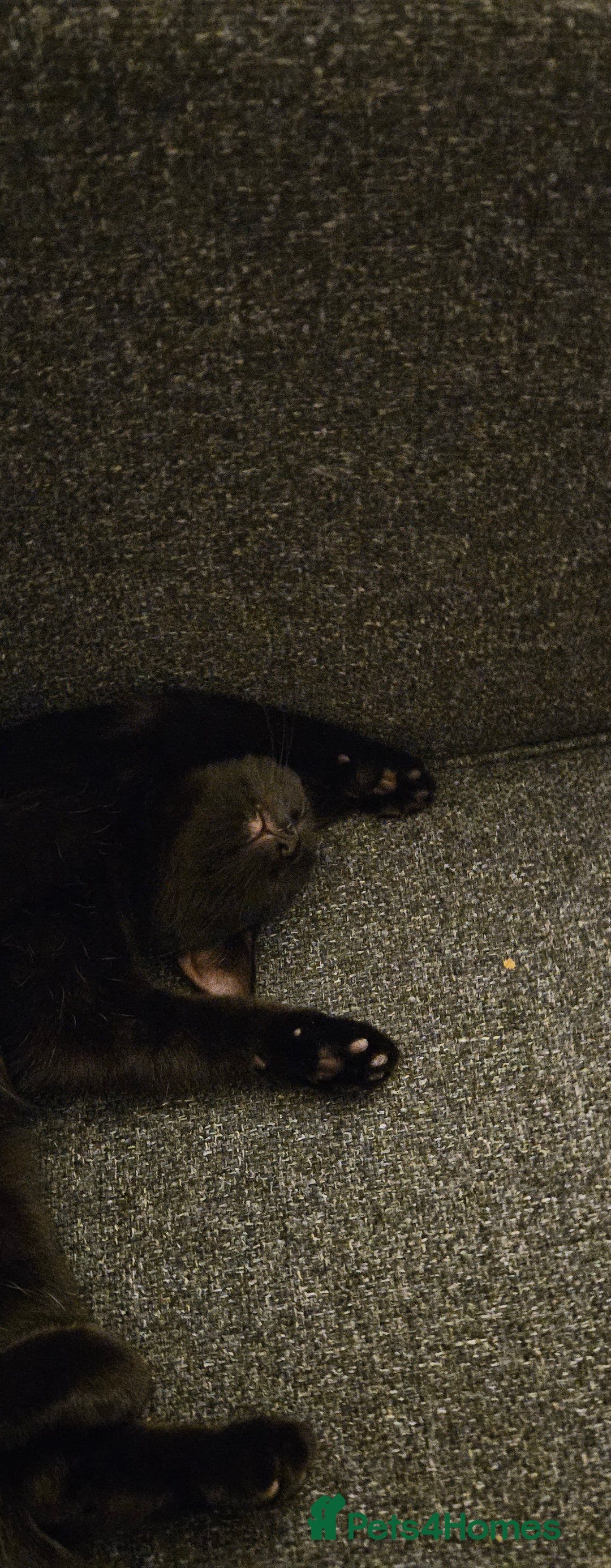 Domestic Shorthair cats for sale: 7 month old Male Domestic | looking for new home - Advert 5