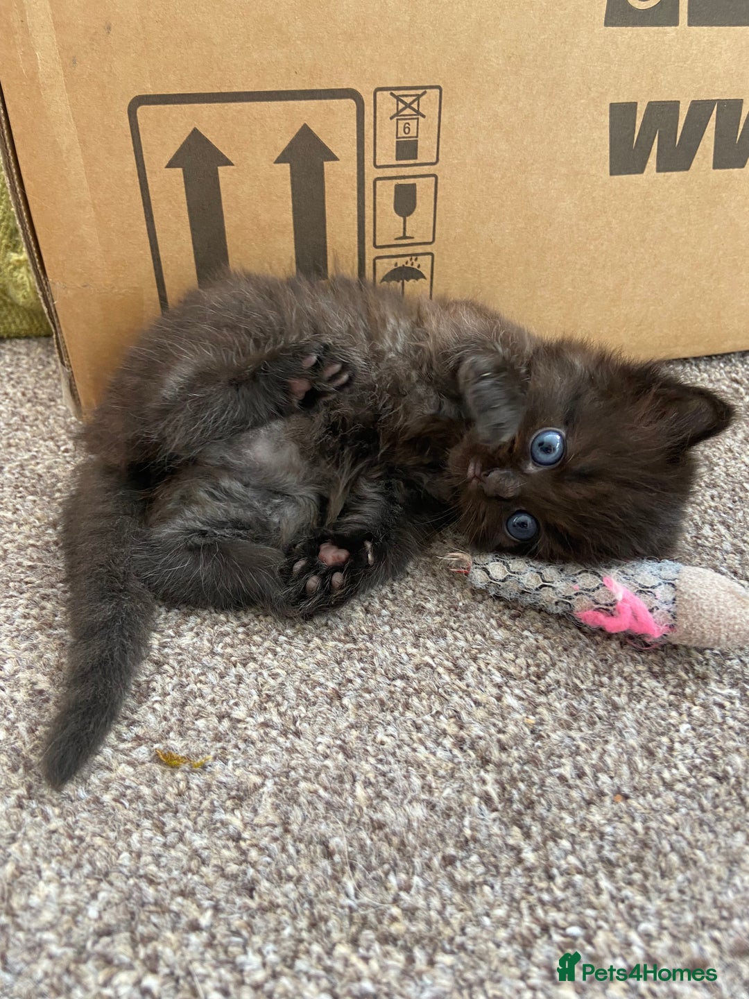 Ragdoll cats for sale: Adorable Ragdoll x Chinchilla Tabby - Image 15