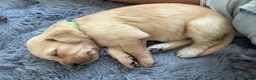Golden Retriever dogs for sale: Golden Retriever puppies available July - Advert 4