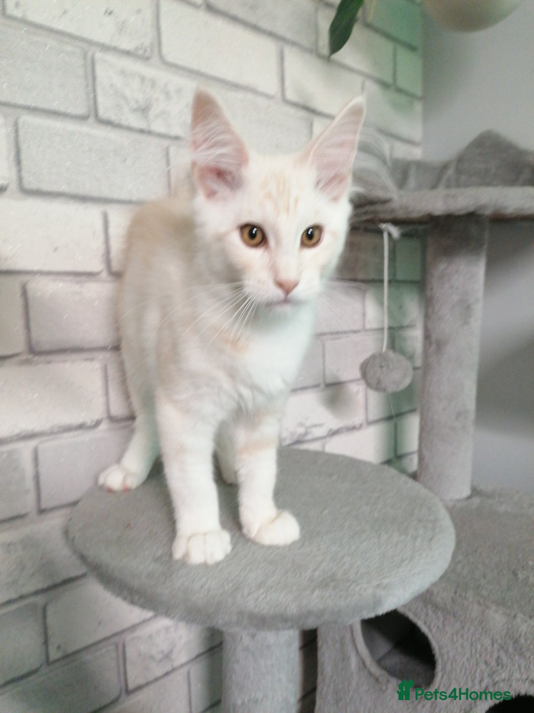 Maine Coon cats for sale: 3 beautiful full pedigree maincoon kittens  - Image 5