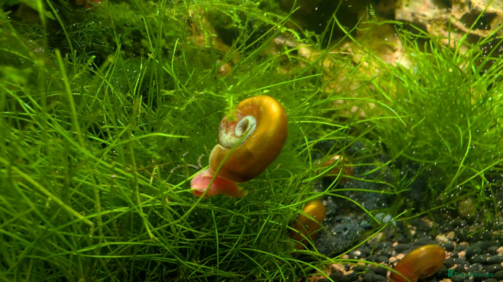Snails fish Ramshorn Snails  - Advert 2