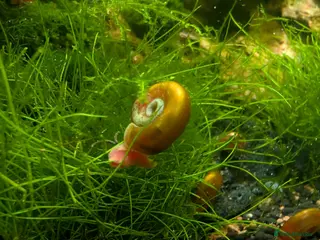 Snails fish Ramshorn Snails - Advert 1
