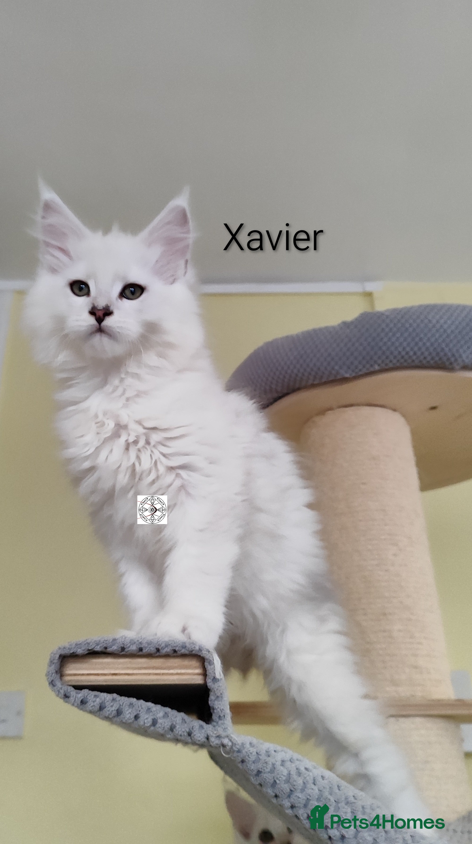 Maine Coon cats One boy and one girl left ‼️ - Advert 13