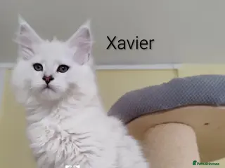 Maine Coon cats One boy and one girl left ‼️ - Advert 13