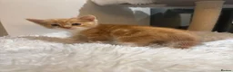 Mixed Breed cats for sale: Beautiful kittens looking for forever homes - Advert 20