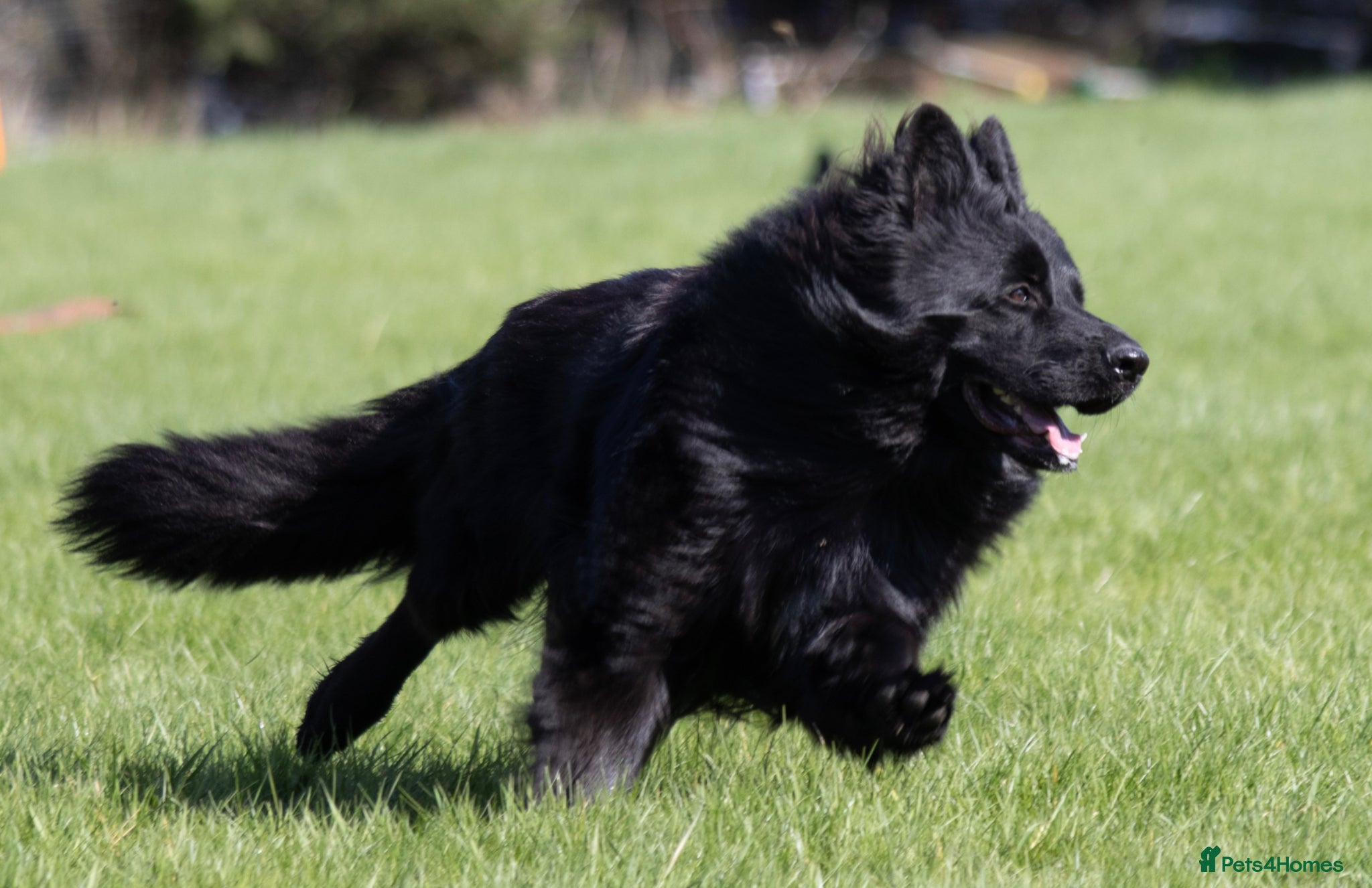 German Shepherd dogs Superb Long Coat Solid Black KC Reg  *STUD* - Advert 2