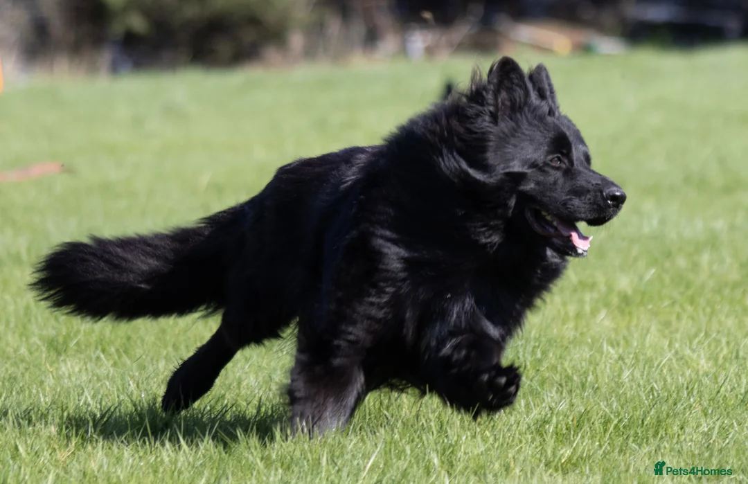 German Shepherd dogs for stud: Superb Long Coat Solid Black KC Reg  *STUD* - Advert 2