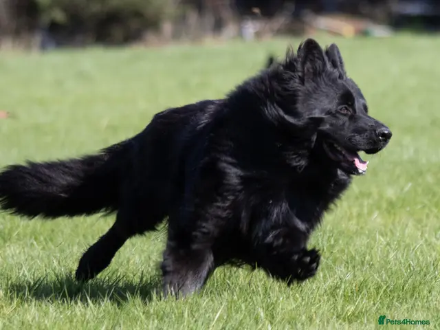German Shepherd dogs for stud: Superb Long Coat Solid Black KC Reg *STUD* - Advert 1