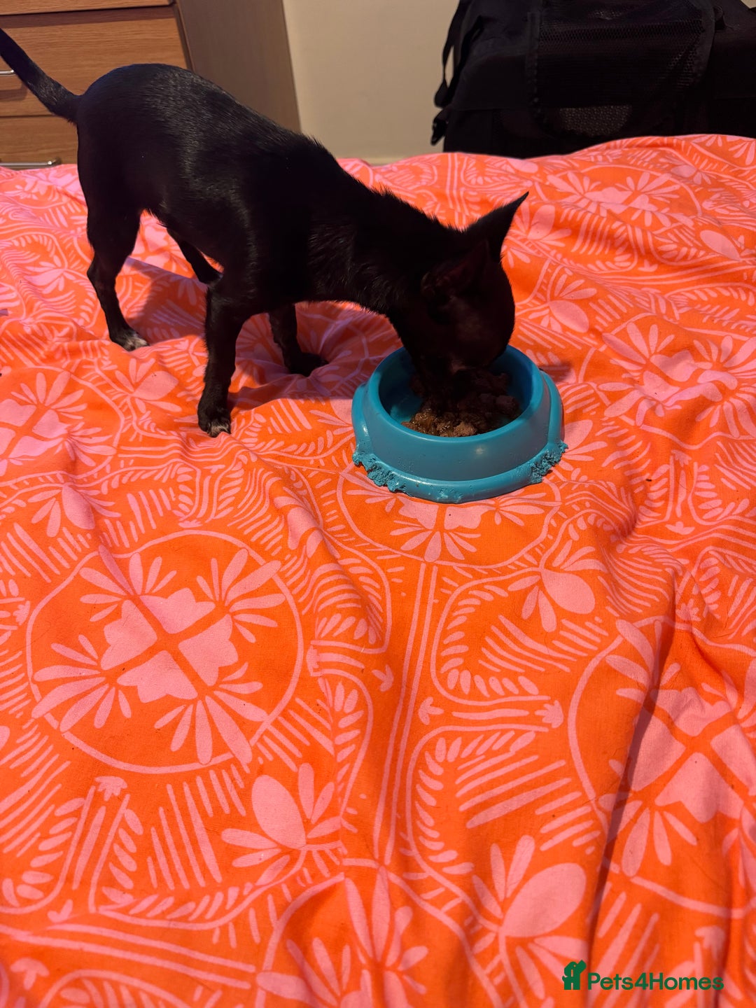 Chihuahua dogs for sale: Stunning absolutely stunning female chihuahua  - Image 8