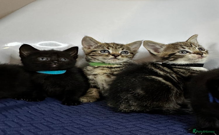 Domestic Shorthair cats - Advert 3