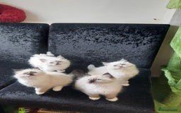 Ragdoll cats for sale: The most beautiful and adorable Ragdoll kittens  - Image 23