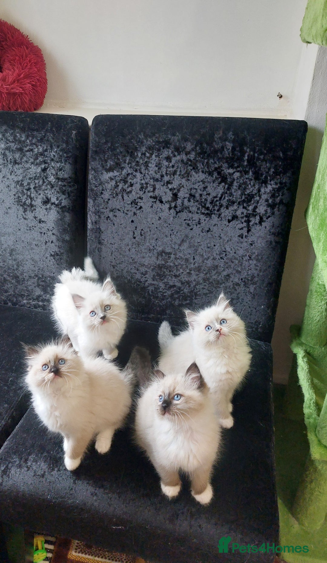 Ragdoll cats for sale: The most beautiful and adorable Ragdoll kittens  - Image 23