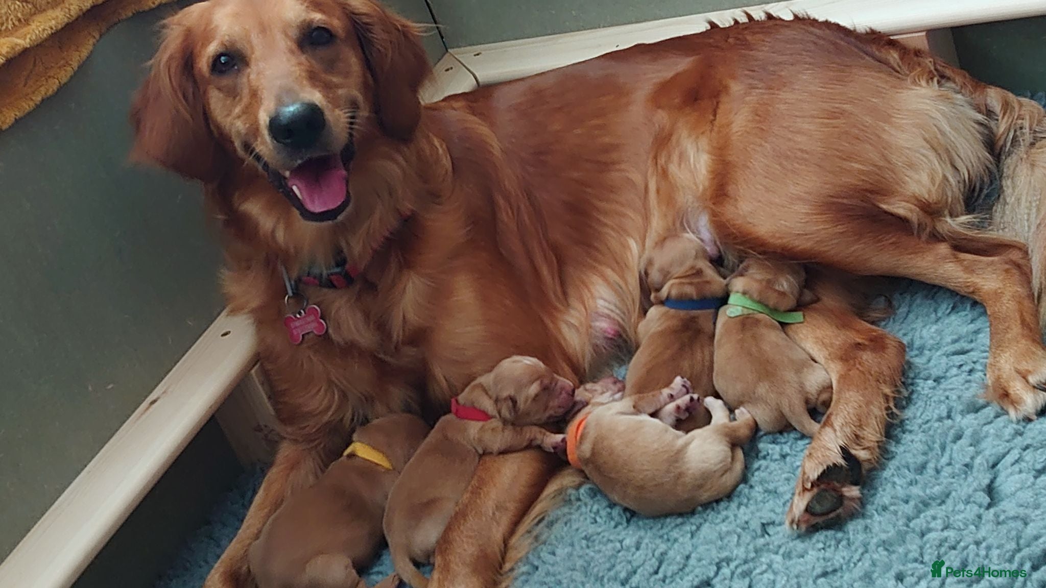 Golden Retriever dogs KC registered Golden Retriever puppies for sale - Advert 10