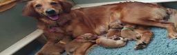 Golden Retriever dogs for sale: KC registered Golden Retriever puppies for sale in West Kilbride - Advert 1