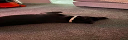 Labrador Retriever dogs for sale: 5yr old Female Labrador  - Advert 4