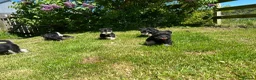 Miniature Schnauzer dogs for sale: Stunning K.C.reg  miniature Schnauzer puppies  - Advert 9