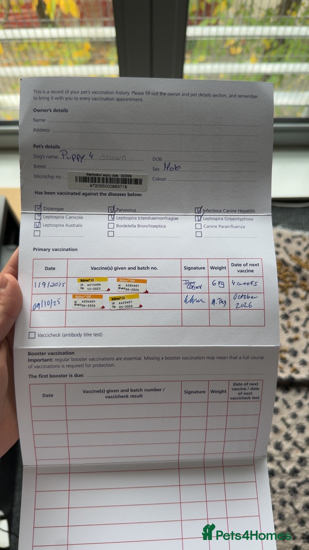 American Bully dogs for sale: ABKC puppy pocket bully  - Advert 5