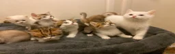 Munchkin cats for sale: Full Pedigree Munchkin Kittens - Advert 9