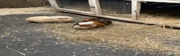Guinea Pig rodents for sale: 2 pairs of guinea pigs  - Advert 4