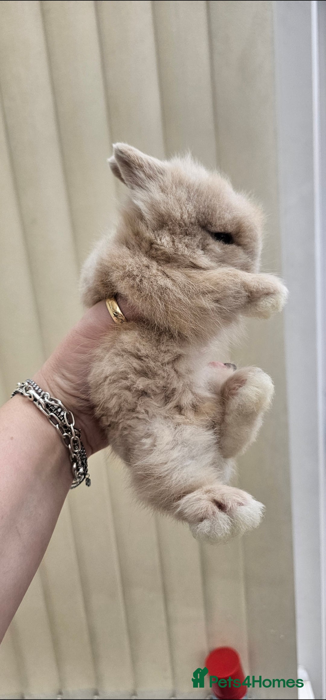 Dwarf Lop rabbits   Baby dwarf lionhead bunnies for sale  - Advert 4