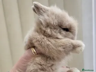 Dwarf Lop rabbits Baby dwarf lionhead bunnies for sale - Advert 4
