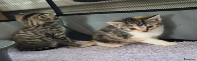 Mixed Breed 4