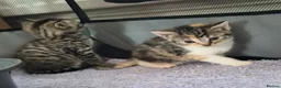 Mixed Breed cats for sale: Male /female lovely kittens  - Advert 7