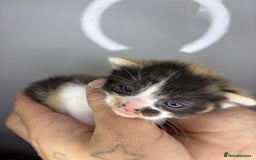 Mixed Breed cats for sale: Female calico  - Image 1
