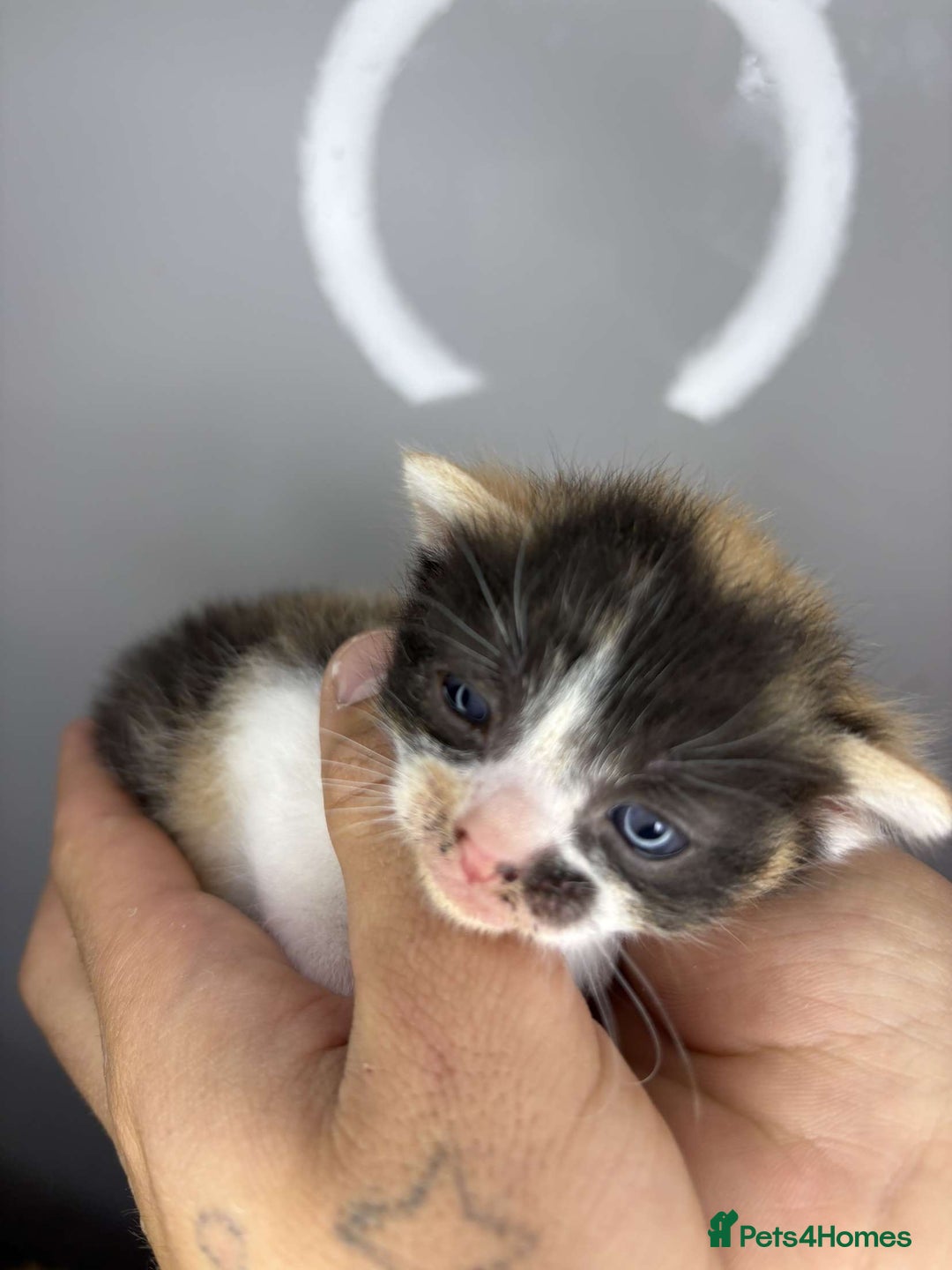 Mixed Breed cats for sale: Female calico  - Image 1