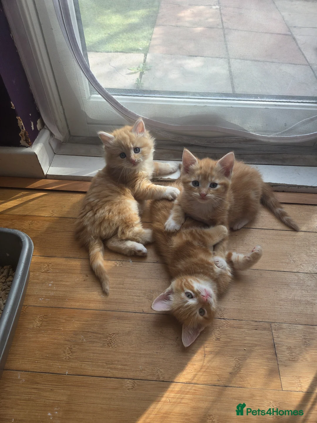 Mixed Breed cats for sale: Ginger boys - Advert 2