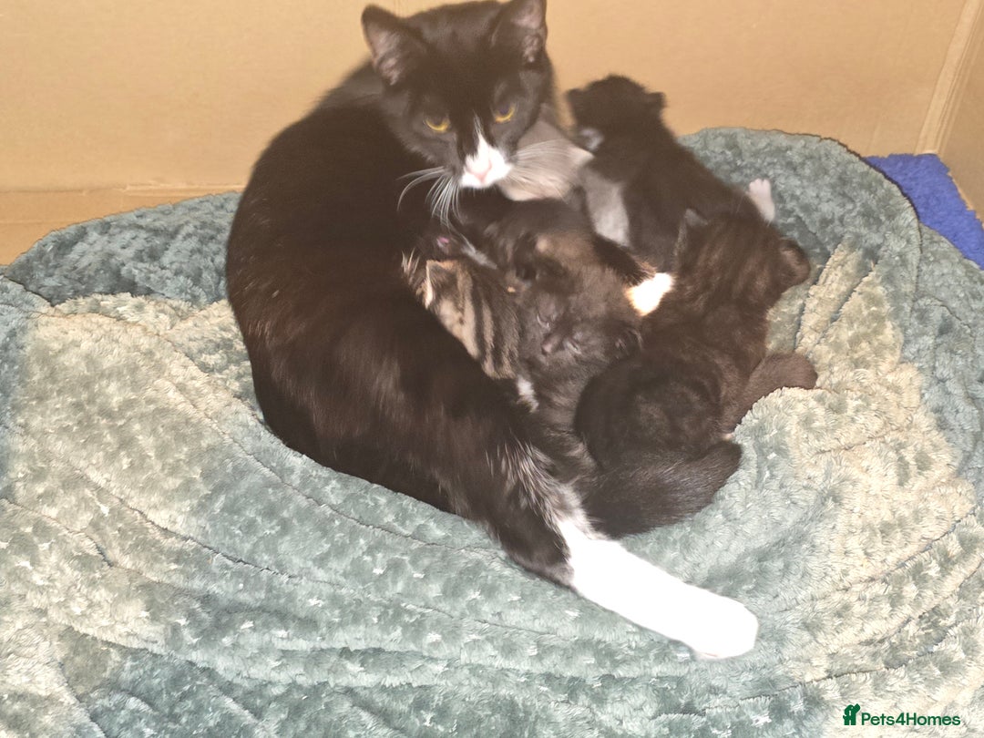 British Longhair cats for sale: 5 beautiful fluffy kittens – 4 girls, 1 boy - Image 19