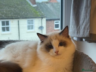 Ragdoll cats Handsome GCCF Registered Ragdoll Boys 😻 - Advert 16