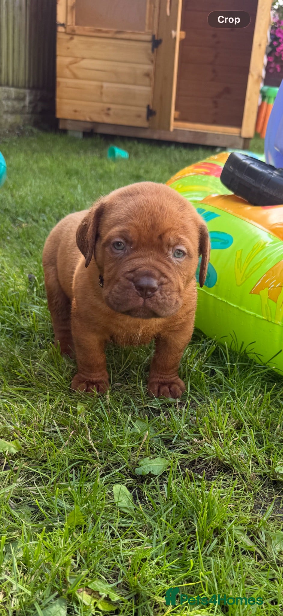 Dogue De Bordeaux dogs **world class puppy’s** - Advert 1