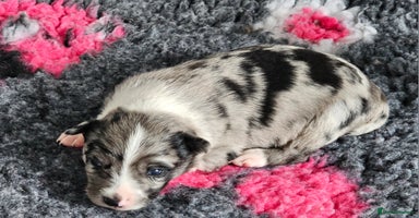 Border Collie dogs - Advert 1