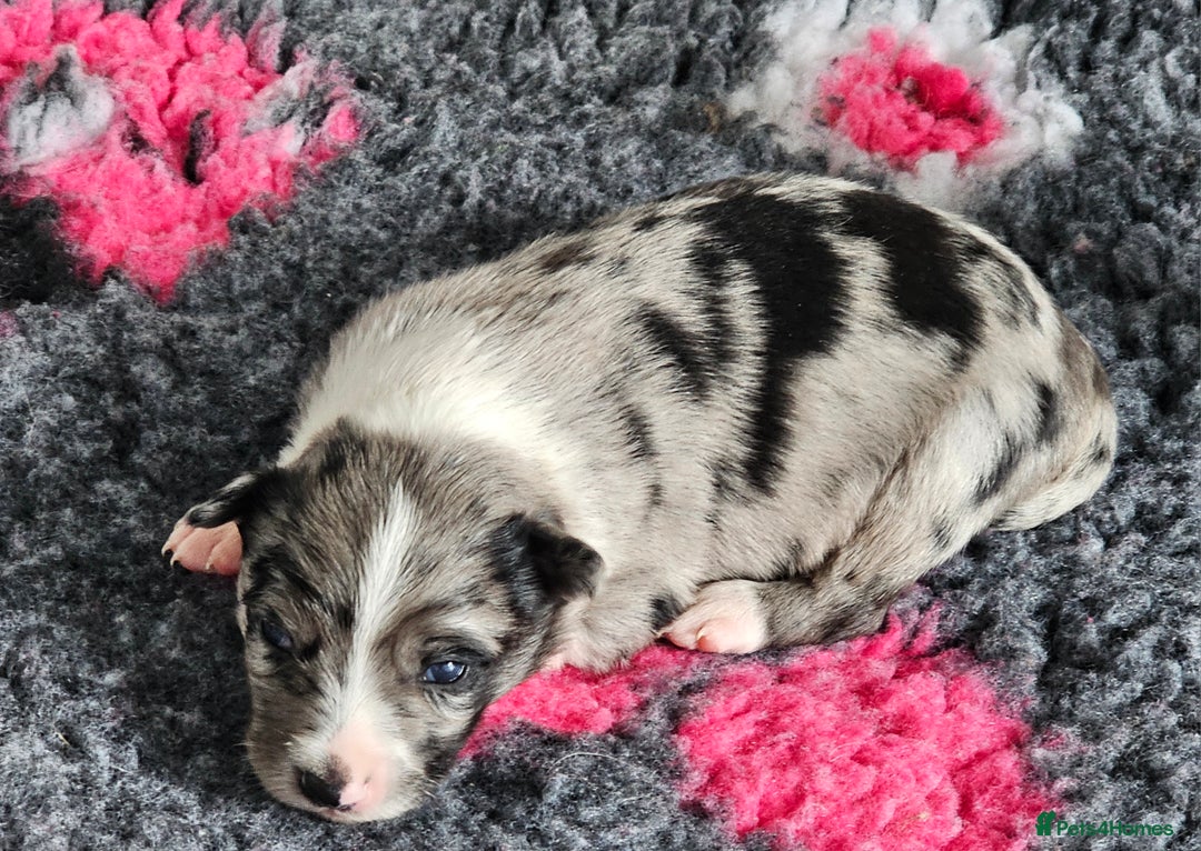 Border Collie dogs for sale: Border collie puppies  - Image 2