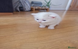 Mixed Breed cats for sale: Rare Norwegian Forest ×Ragdoll Kitten - Image 7