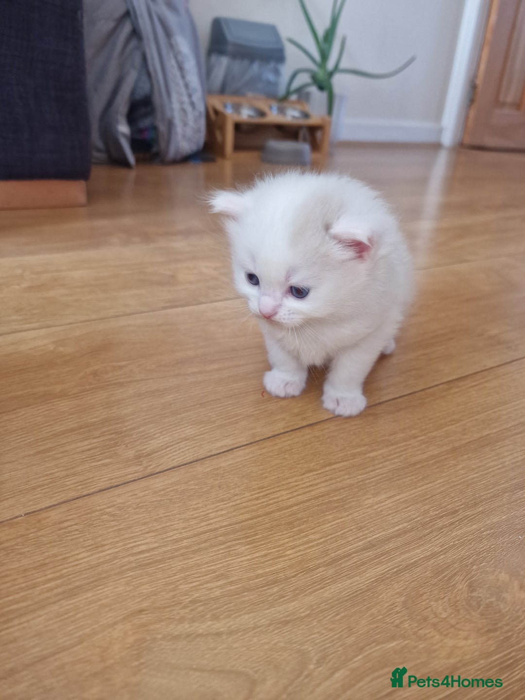 Mixed Breed cats for sale: Rare Norwegian Forest ×Ragdoll Kitten - Image 7