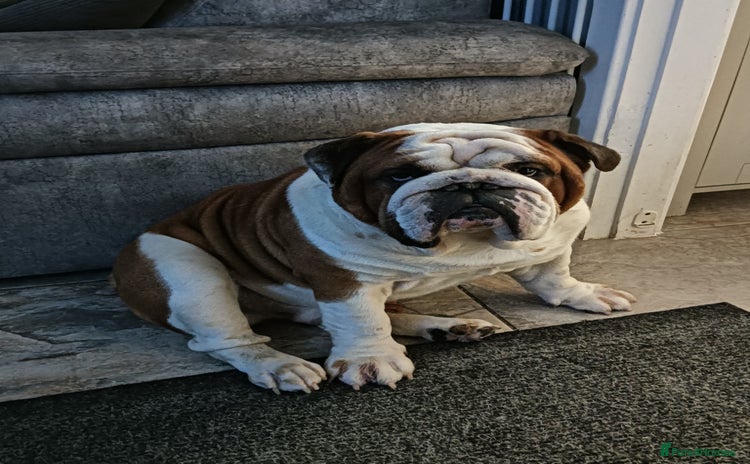 English Bulldog dogs in Brighouse - Advert 3